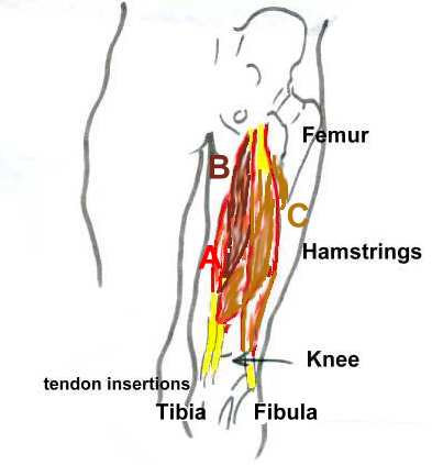 Hamstring muscles 